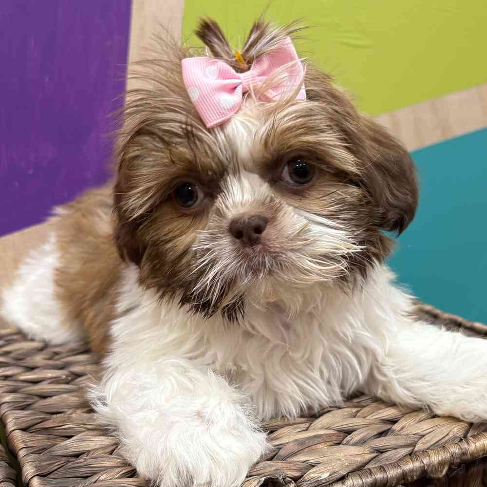 Image of a pet breed in the gallery