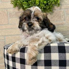 Shih-Poo