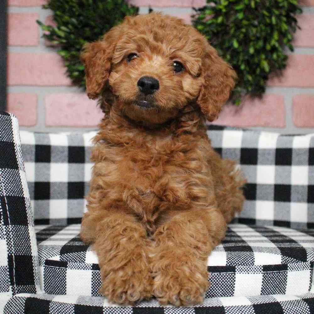 Female Mini Goldendoodle Puppy for sale