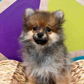 Pomeranian