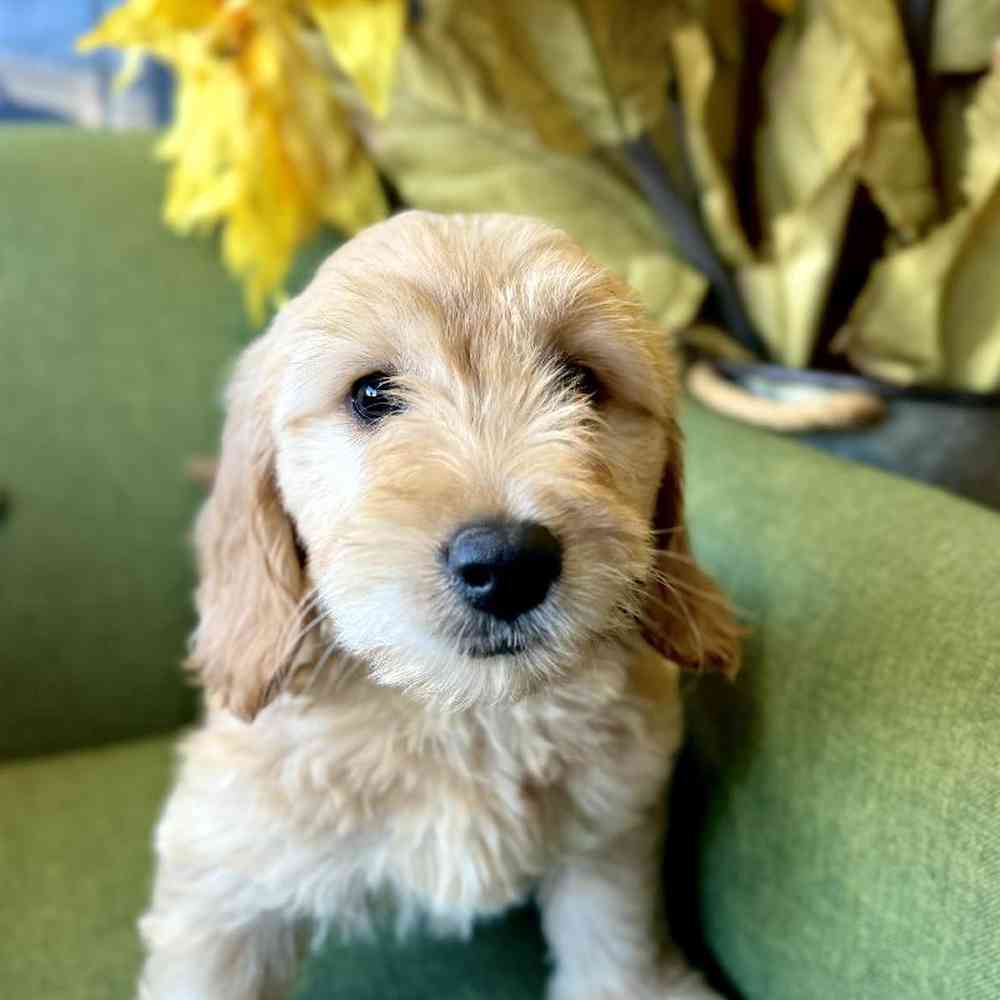 carousel pet images