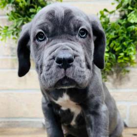 Neapolitan Mastiff