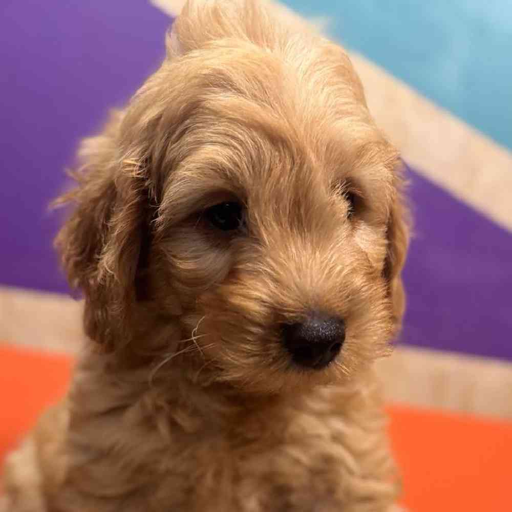 carousel pet images
