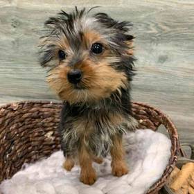 Yorkie
