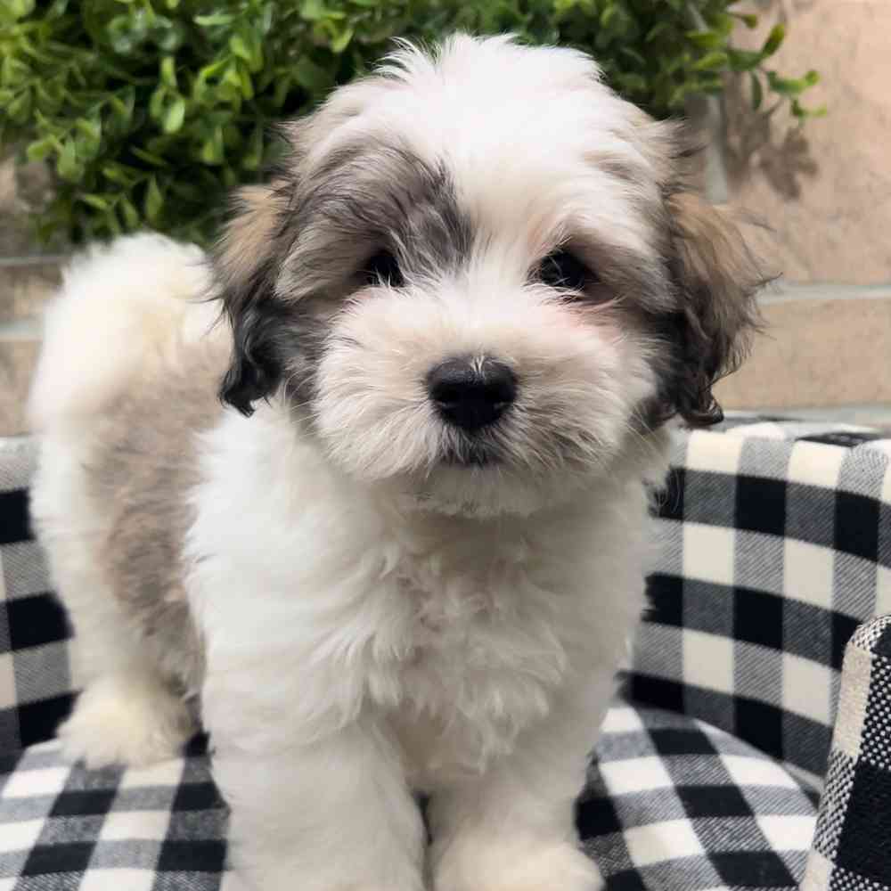 carousel pet images