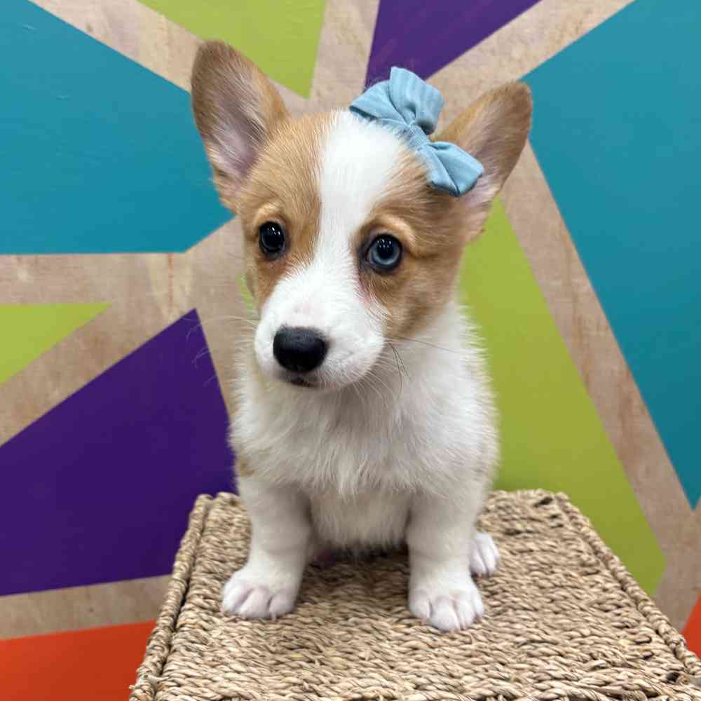 carousel pet images
