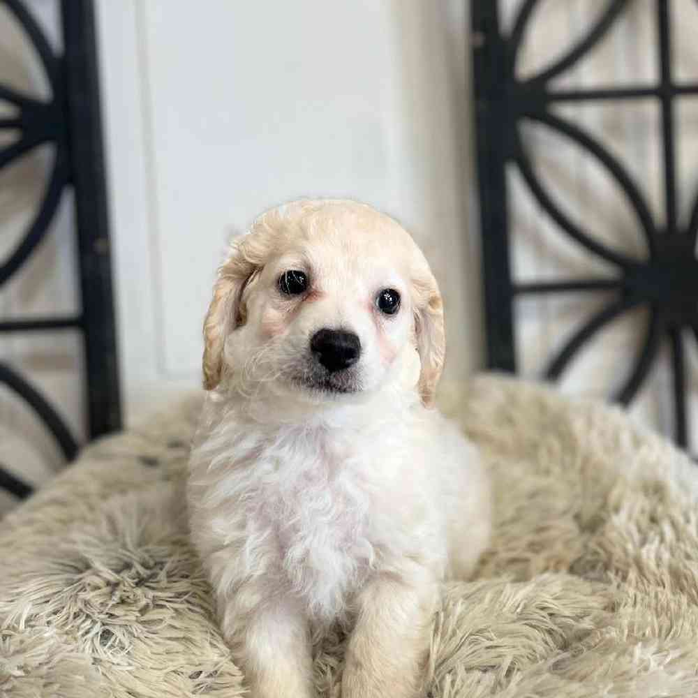 Male Cockapoo Puppy for Sale in Rogers, AR