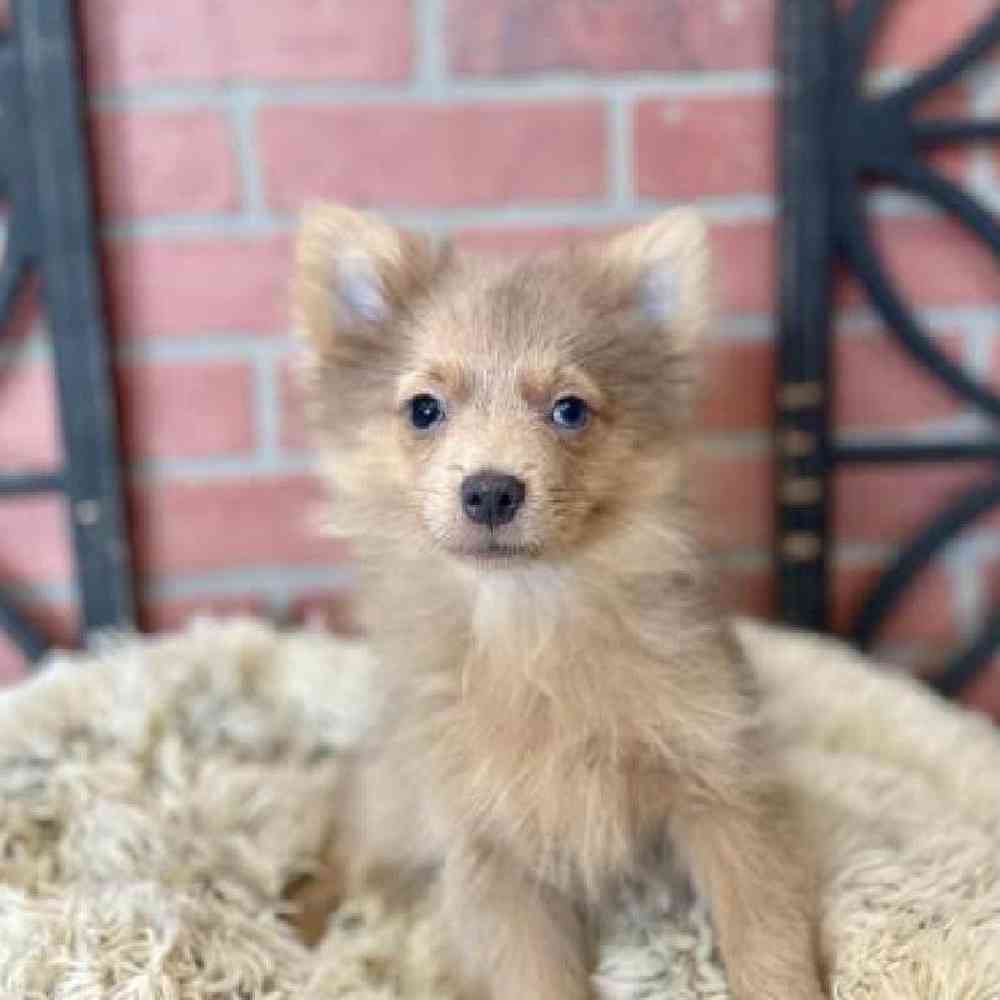 Male Pomeranian Puppy for Sale in Rogers, AR