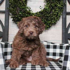 Mini Goldendoodle