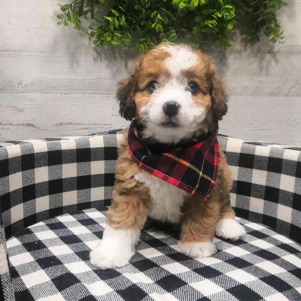 carousel pet images