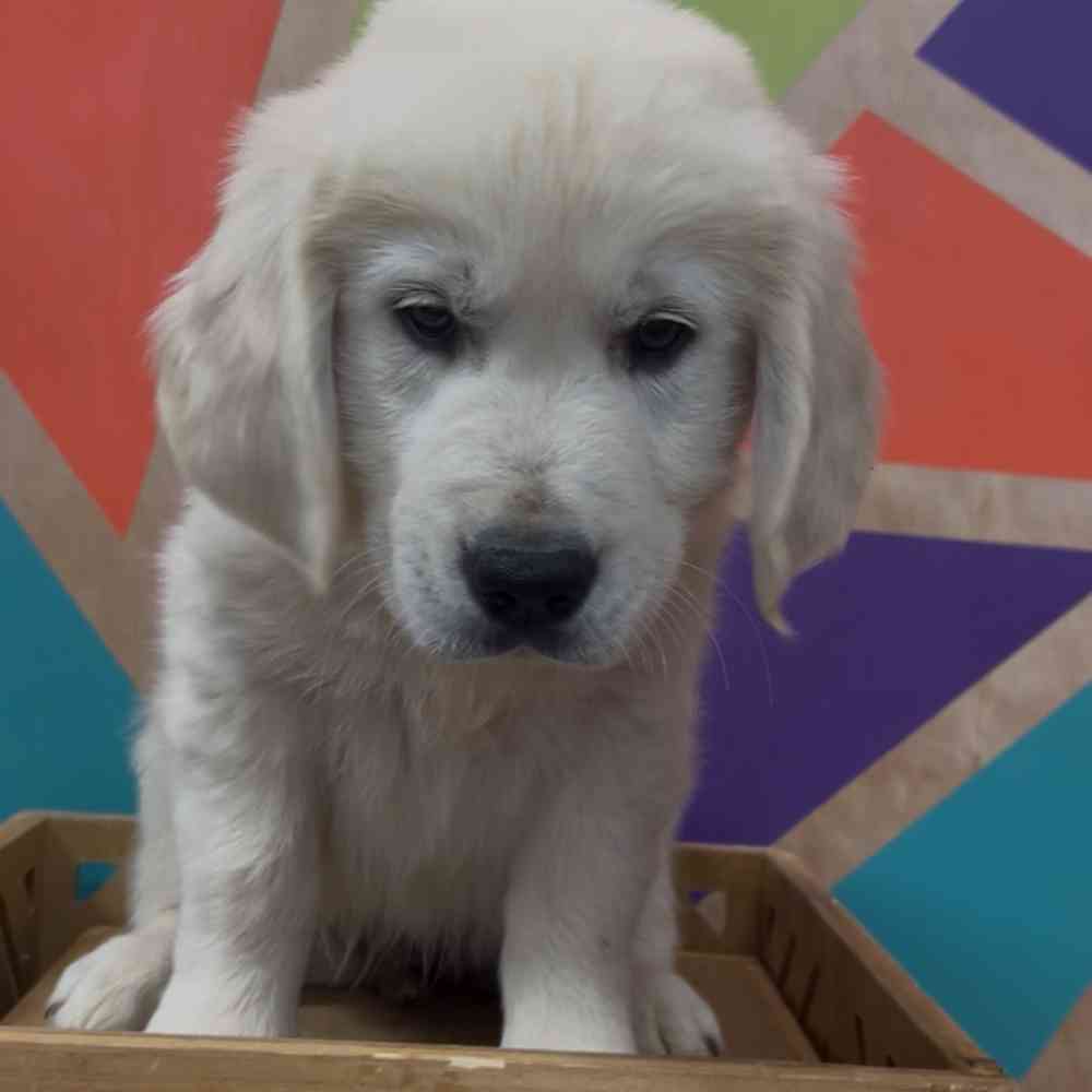 Image of a pet breed in the gallery