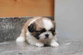 Pekingese