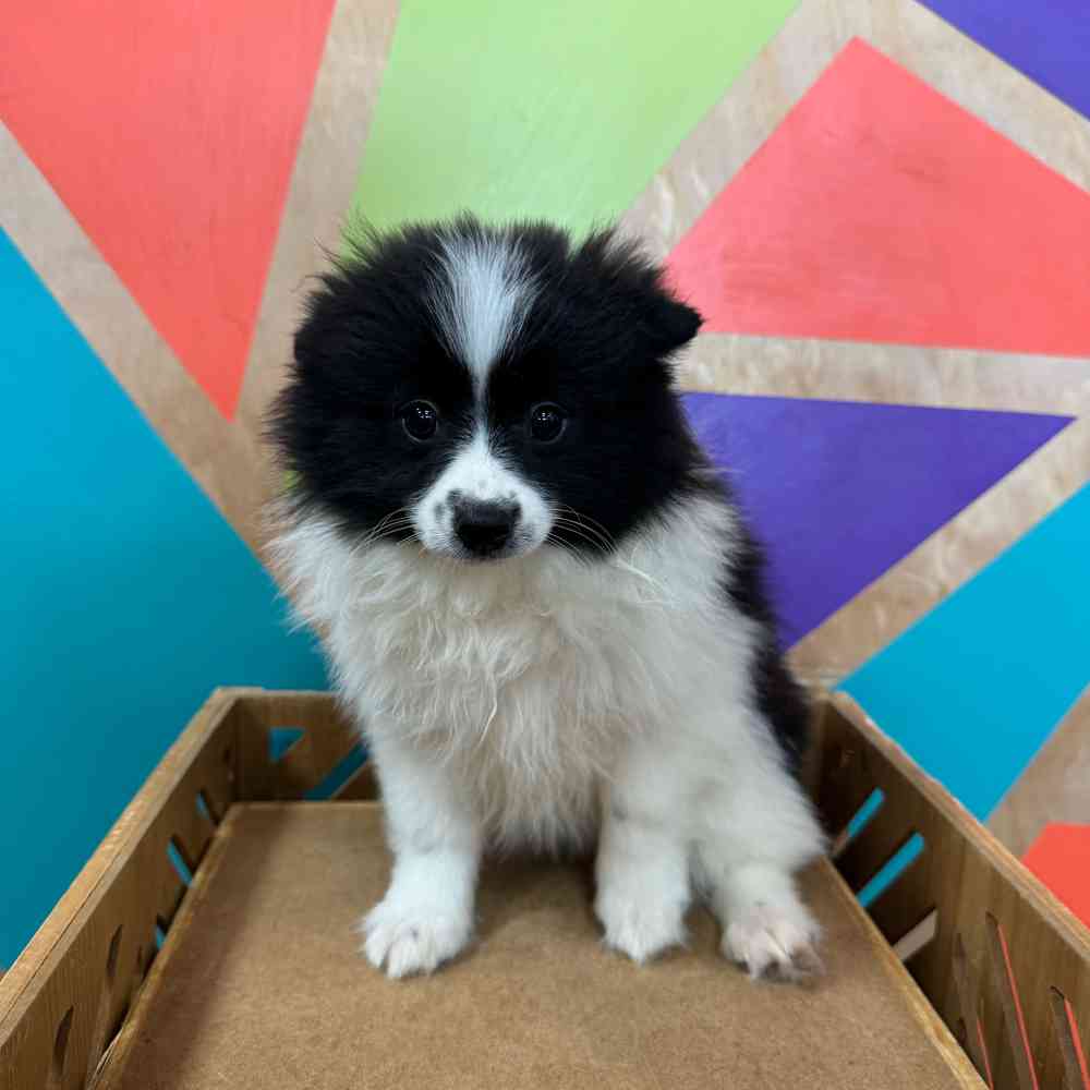 carousel pet images