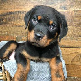 Rottweiler