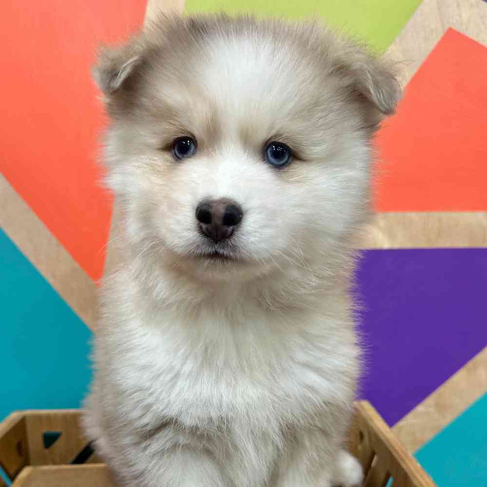 Image of a pet breed in the gallery
