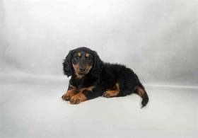 Dachshund