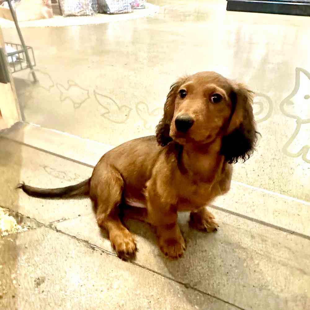 carousel pet images