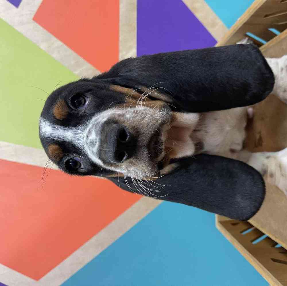 carousel pet images