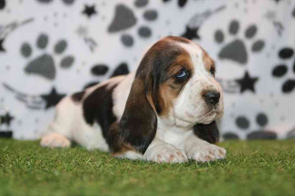 carousel pet images