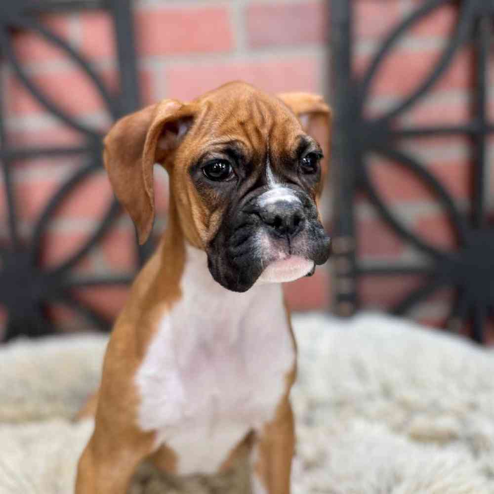 Female Boxer Puppy for Sale in Rogers, AR