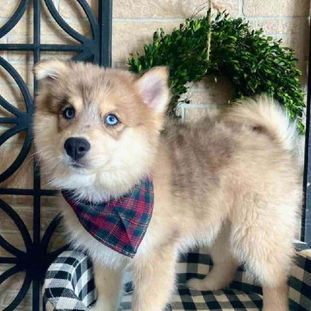 Male Pomsky Puppy for sale