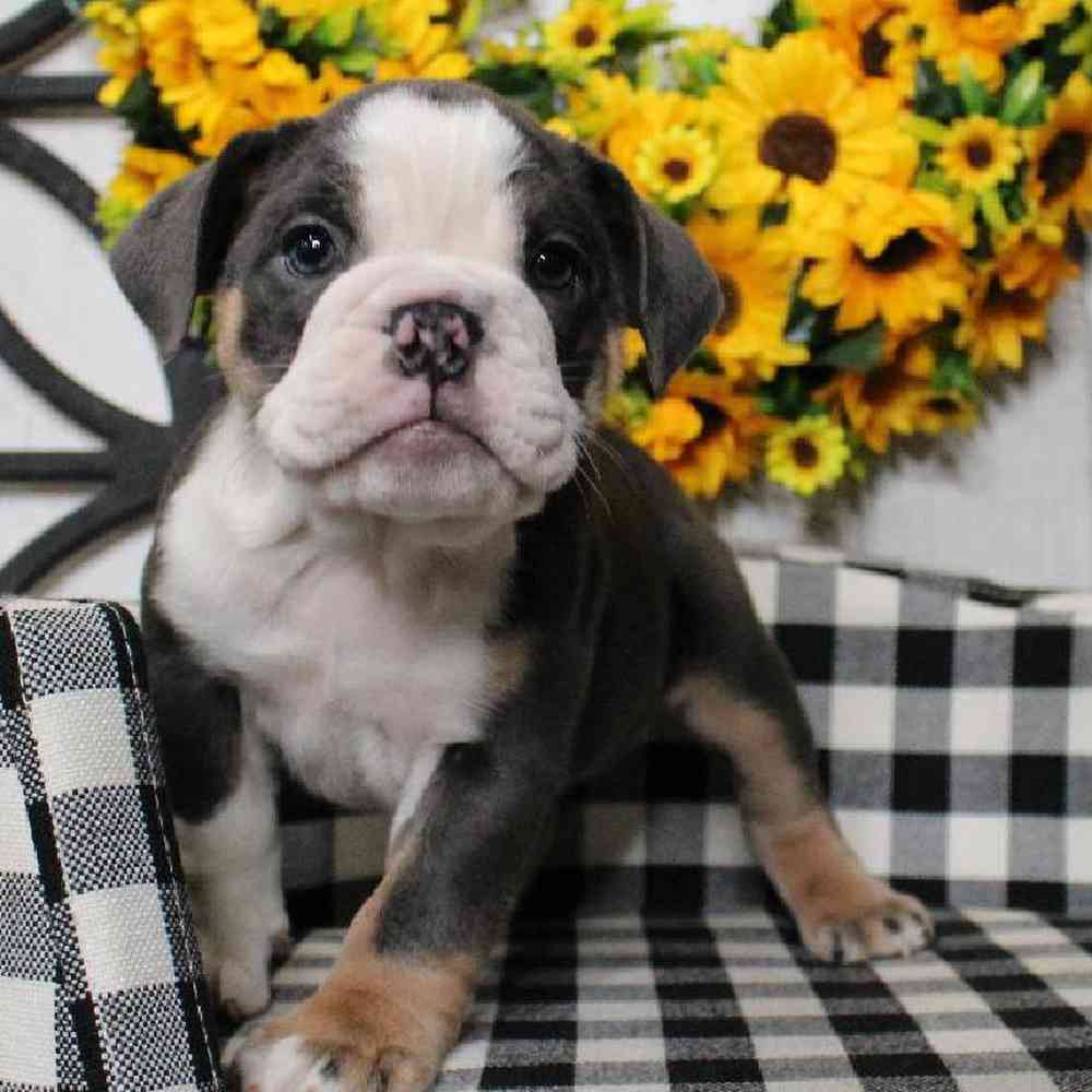 carousel pet images