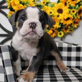 English Bulldog