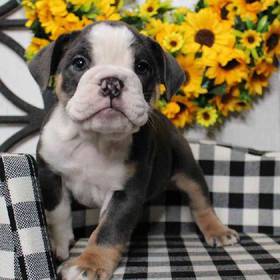 English Bulldog