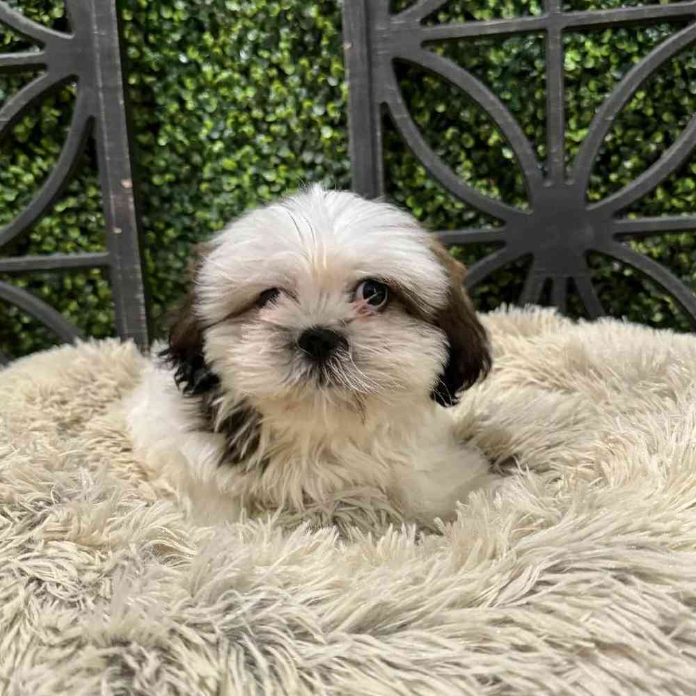 Male Shih Tzu Puppy for Sale in Rogers, AR