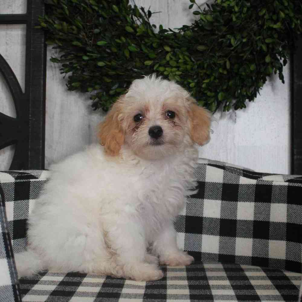 Female Cavapoo Puppy for sale