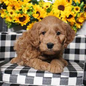 Mini Goldendoodle