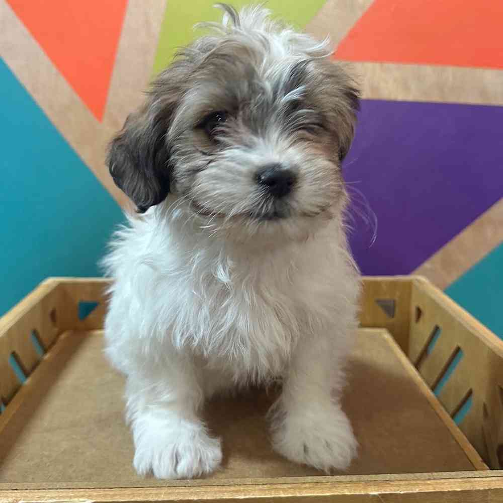 carousel pet images