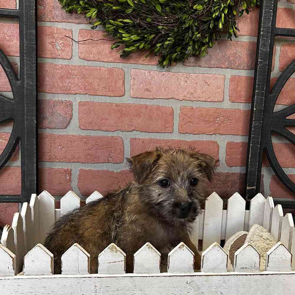 Male Cairn Terrier Puppy for Sale in Rogers, AR