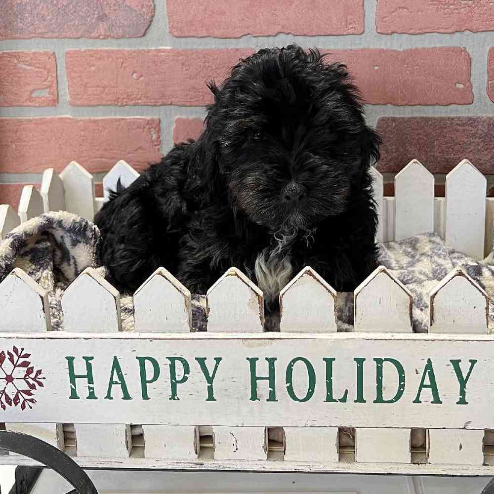 carousel pet images