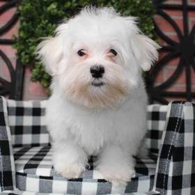 Maltese