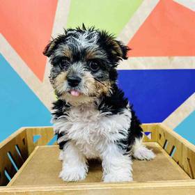 Yorkie