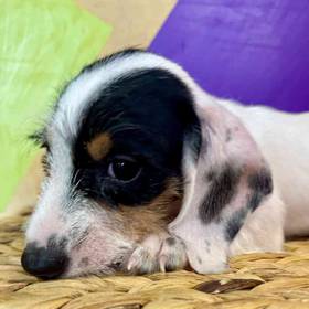 Mini Dachshund