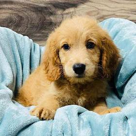 Mini Goldendoodle