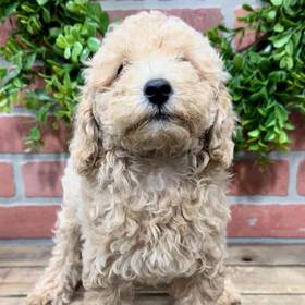 Mini Poodle