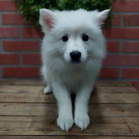 American Eskimo