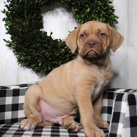 Dogue De Bordeaux