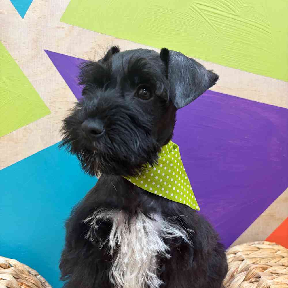 carousel pet images