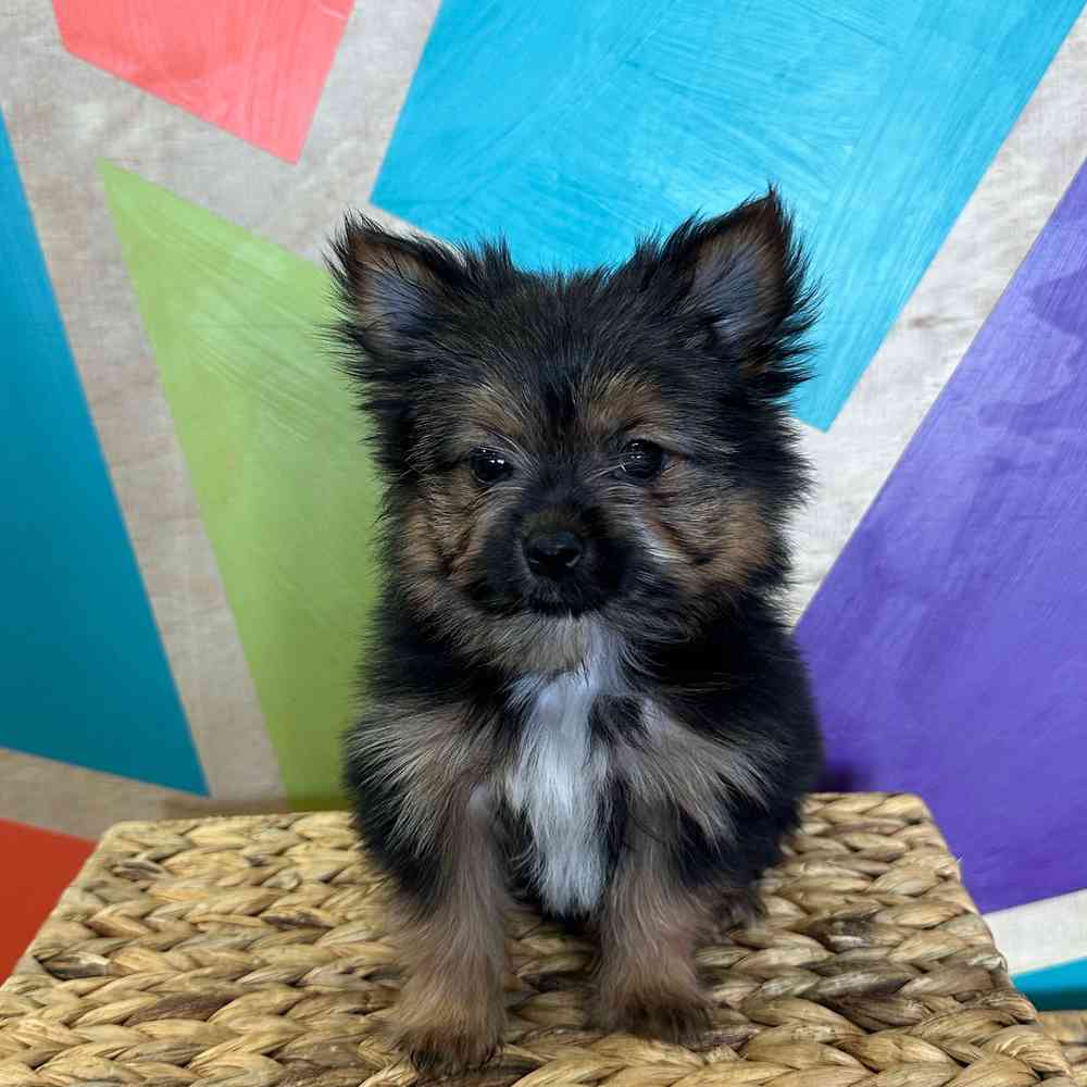 Image of a pet breed in the gallery