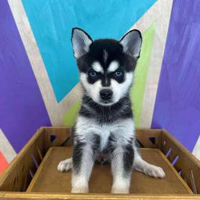 Alaskan Klee Kai