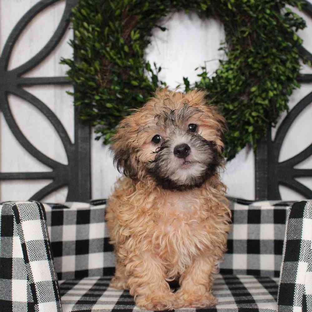 Male Lhasa-Poo Puppy for sale