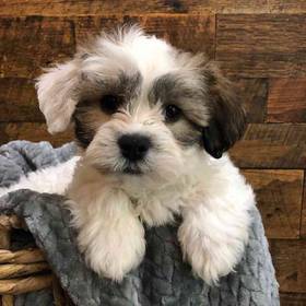 Teddy Bear