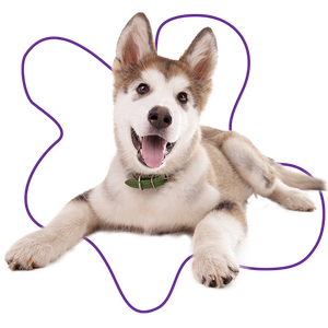 An alaskan malamute puppy sitting with its paws out. The puppy is wearing a green collar.