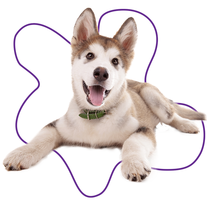 An alaskan malamute puppy sitting with its paws out. The puppy is wearing a green collar.