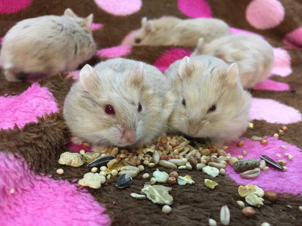 Five djungarian hamsters eating a variety of seeds.