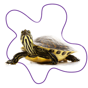 A yellow bellied slider turle with its head raised, exposing the yellow and black markings on its neck.